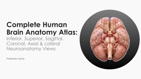 Free Human Brain Anatomy Atlas Inferior Superior Sagittal Edcuational PPT